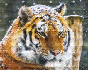 Tiger in the Snow 16 Baseplate Kit