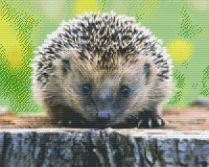 Hedgehog 16 Baseplate Kit