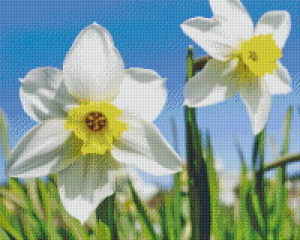 Daffodils 16 Baseplate Kit